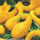 Squash Seeds Fresh For Garden Or Pot Vegetable 50 Seeds Crookneck Yellow