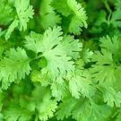 Cilantro Seeds 50 Seeds For Garden Or Pot Vegetable