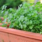 100 Seeds For Garden Or Pot Vegetable Green Cilantro Seeds