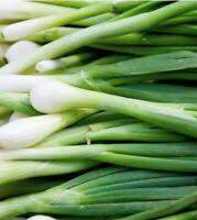 Fresh 50 Seeds For Garden Or Pot Vegetable Evergreen Bunching Onion Seeds