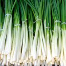 Vegetable Evergreen Bunching Onion Seeds Fresh 100 Seeds For Garden Or Pot