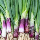 Onion Seeds Fresh 150 Seeds For Garden Or Pot Vegetable Evergreen Bunching