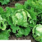 750 Vegetable Seeds Buttercrunch Lettuce Seeds