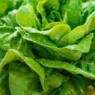 Lettuce Seeds Fresh 2150 Vegetable Seeds For Garden Buttercrunch