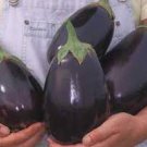 75 Seeds Black Beauty Eggplant Seeds For Garden Or Pot Vegetable