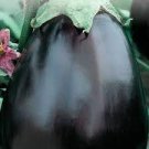 Eggplant 225 Seeds Black Beauty For Garden Or Pot Vegetable