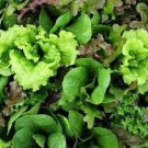 500 Seeds Vegetable Mesclun Mix Lettuce Seeds For Garden Or Pot