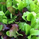 Mesclun Mix Lettuce Seeds 1000 Seeds Vegetable For Garden Or Pot