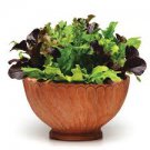 Vegetable For Garden Or Pot Fresh Mesclun Mix Lettuce Seeds 2000 Seeds