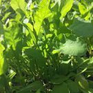 Arugula Seeds Green fresh 1500 Seeds Vegetable For Garden Or Pot