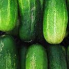 Vegetable For Garden Or Pot 150 Seeds Spacemaster Cucumber Seeds
