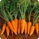 Danvers Half Long Carrot Seeds 1000 Seeds Vegetable For Garden Or Pot