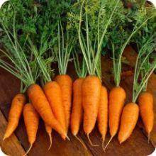 Danvers Half Long Carrot Seeds 1000 Seeds Vegetable For Garden Or Pot