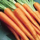 Vegetable Danvers Half Long Carrot Seeds 2000 Seeds For Garden Or Pot