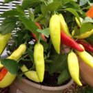 Fresh 300 Seeds Vegetable Sweet For Garden Pepper Seeds