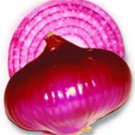 Fresh 150 Seeds Vegetable Red Creole Onion Seeds