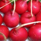 100 Seeds Crimson Giant Radish Seeds Vegetable Red Creole