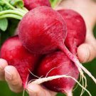 Red Fresh 200 Seeds Crimson Giant Radish Seeds Vegetable Red Creole