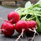 Giant Radish Seeds Vegetable Red Creole Red Fresh 300 Seeds Crimson
