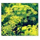 250 Seeds Vegetable Bouquet Dill Seeds Fresh Green
