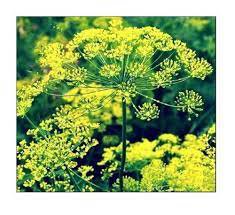 250 Seeds Vegetable Bouquet Dill Seeds Fresh Green