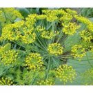 Vegetable Green Fresh 1000 Seeds Bouquet Dill Seeds Fresh Green
