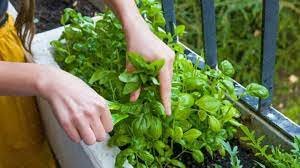 Vegetable Seeds 250 Seeds Genovese Basil Seeds