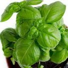 500 Seeds Vegetable Seeds Genovese Basil Seeds