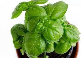 500 Seeds Vegetable Seeds Genovese Basil Seeds