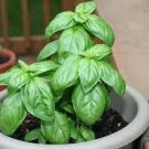 Genovese Basil Seeds 1000 Seeds Vegetable Seeds