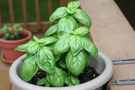 Genovese Basil Seeds 1000 Seeds Vegetable Seeds