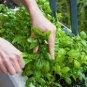 Genovese Basil Seeds 1000 Seeds Vegetable Seeds
