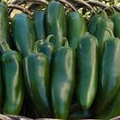 Jalapeno M Pepper Seeds 400 Seeds Vegetable Seeds Green Fresh