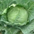 Cabbage Seeds Green Fresh 1000 Seeds Vegetable Seeds