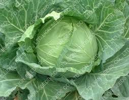 Cabbage Seeds Green Fresh 1000 Seeds Vegetable Seeds