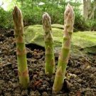 25 Seeds Mary Washington Asparagus Vegetable Seeds