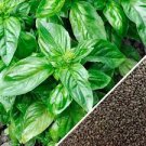 500 Seeds Large Leaf Italian Basil Seeds Vegetable Seeds