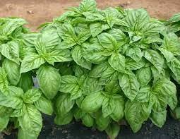 Vegetable Seeds 1000 Seeds Large Leaf Italian Basil Seeds