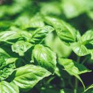 Basil Seeds Vegetable Seeds 2000 Seeds Large Leaf Italian