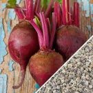 Early Wonder Beet Seeds 50 Seeds Vegetable Seeds Plant