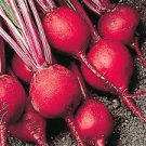 200 Seeds Early Wonder Beet Seeds Vegetable Seeds Plant
