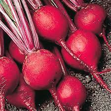 200 Seeds Early Wonder Beet Seeds Vegetable Seeds Plant