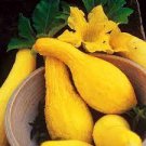 Vegetable Yellow Squash Seeds Fresh Crookneck 40 Seeds