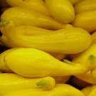 Vegetable Yellow Squash Seeds Fresh Crookneck 80 Seeds