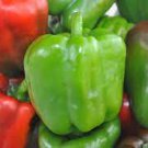 Vegetable California Wonder 150 Seeds Bell Pepper Seeds
