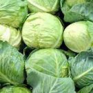 Copenhagen Cabbage Vegetable Seeds 250 Seeds