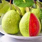 Fruit Tree Plant 2pcs Fruit Plant jumbo pink guava live tree plant