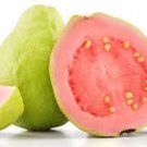 1pcs Guava live Tropical Fruit tree (Supreme Ruby Guava)s Fruit Plant