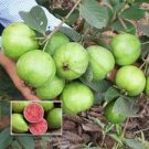 Fruit tree 2pcs Guava live Tropical (Supreme Ruby Guava)s Fruit Plant