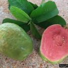 Guava Fruit tree 4pcs Guava live Tropical Supreme Ruby Guava Fruit Plant